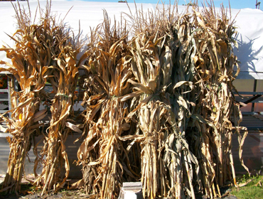 cornstalks 1