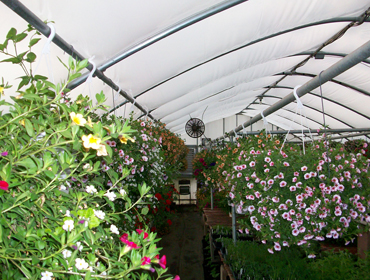 greenhouse