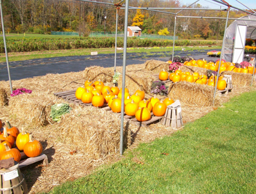 pumpkins